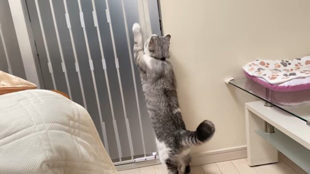 立ち上がって扉を引っ掻く猫