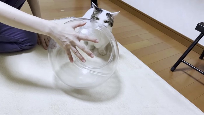 猫鉢を覗くブチ猫