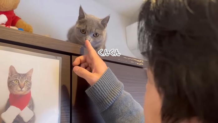 人の指のにおいを嗅ぐ猫