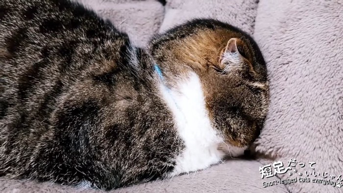 顔を隠すように寝る猫のアップ