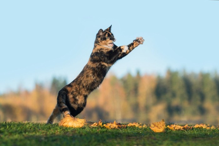 真空行動で飛ぶ猫