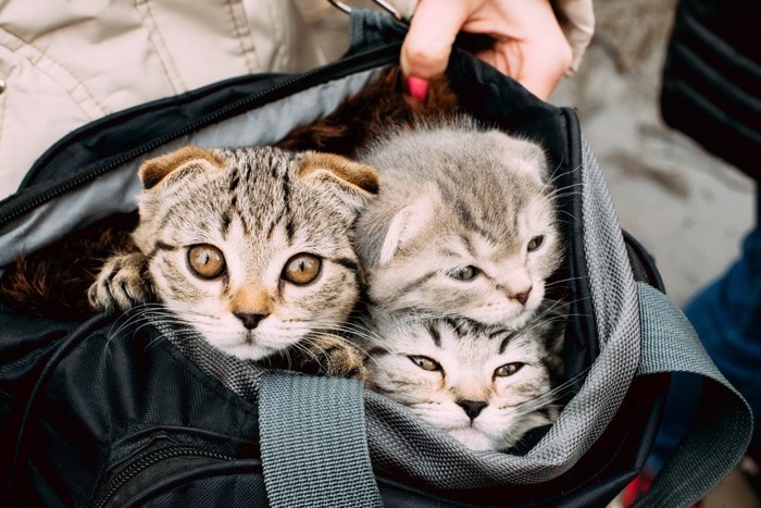 バッグに入る3匹の子猫