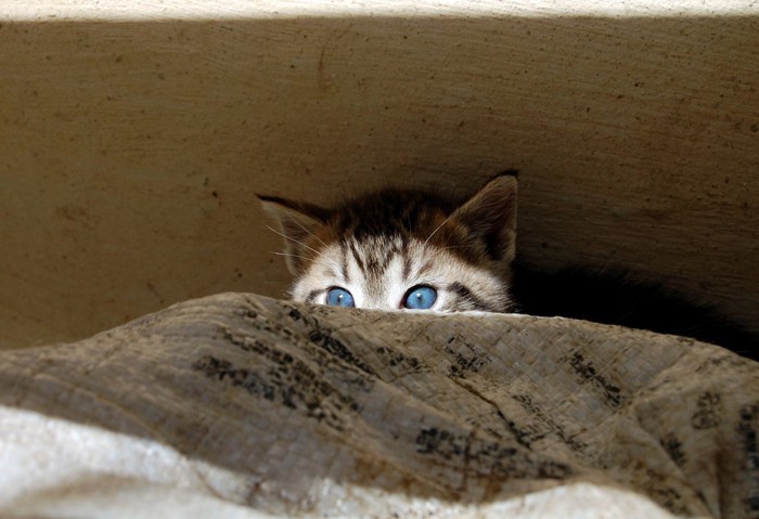 隠れている青い目の子猫
