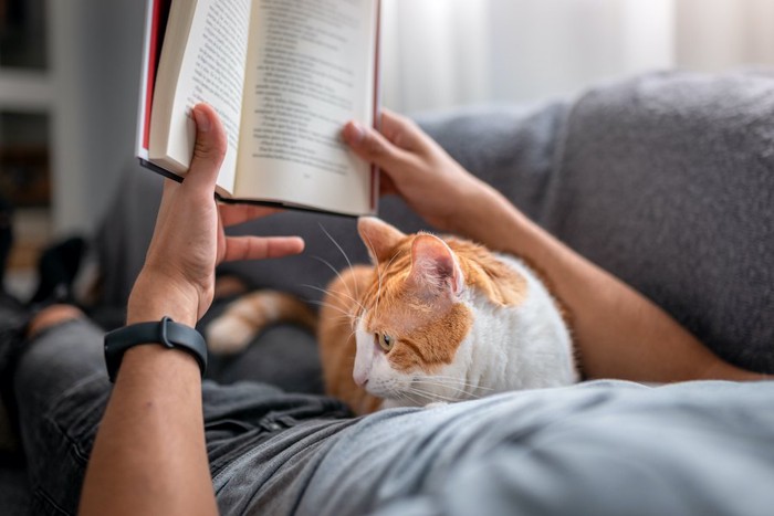 横になって本を読む飼い主のお腹に乗る猫