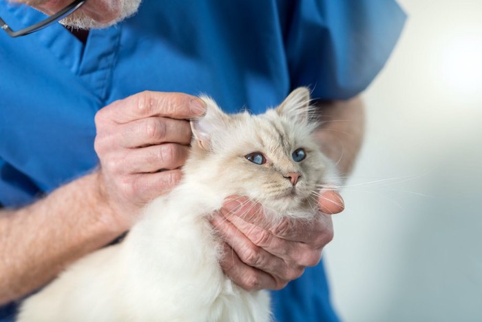 病院で耳を診察されている猫