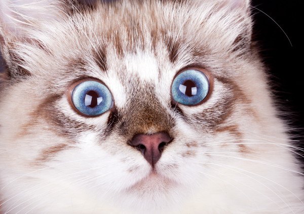 驚いた顔で青い目の猫の写真