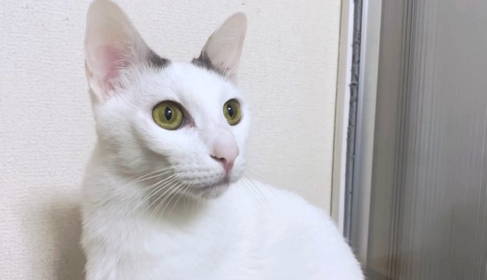 成猫になったマロちゃんの目は黄緑色