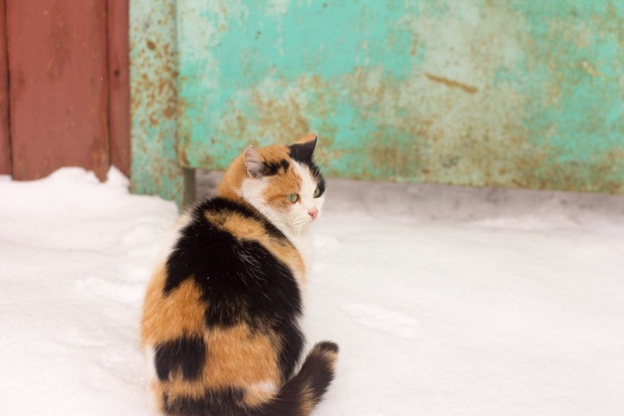 雪の中の三毛猫