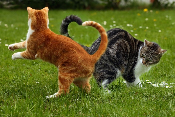 二匹で遊ぶ猫