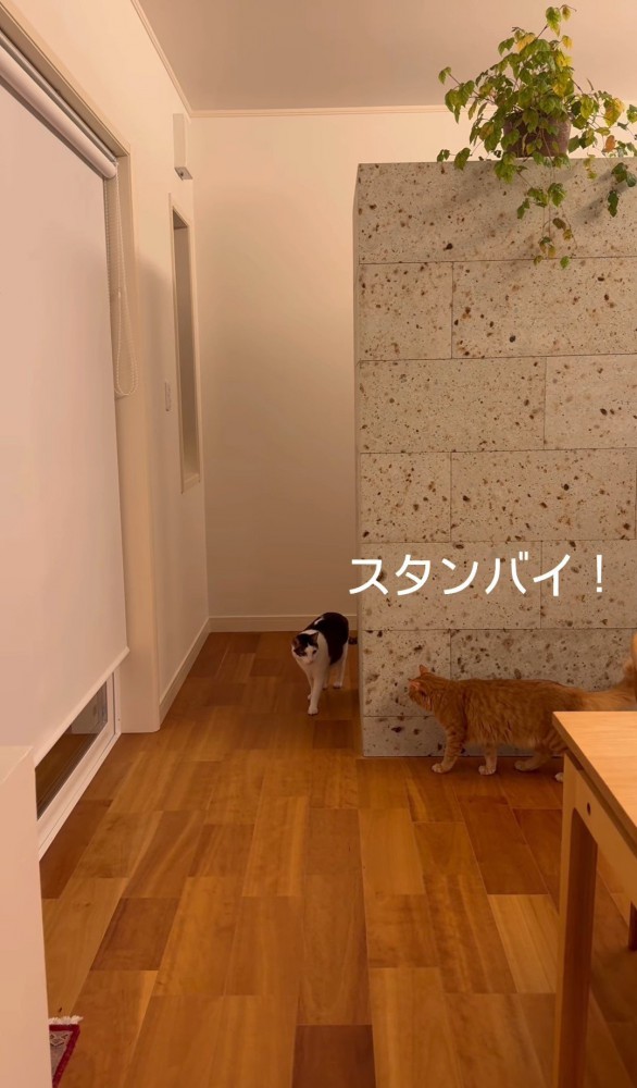 壁に隠れる猫と歩いてくる猫1