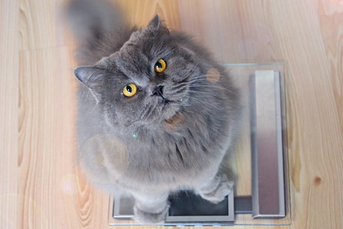 体重計に乗ってこちらを見上げる猫