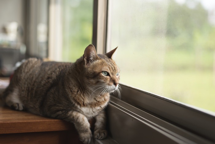 窓の近くに座る猫