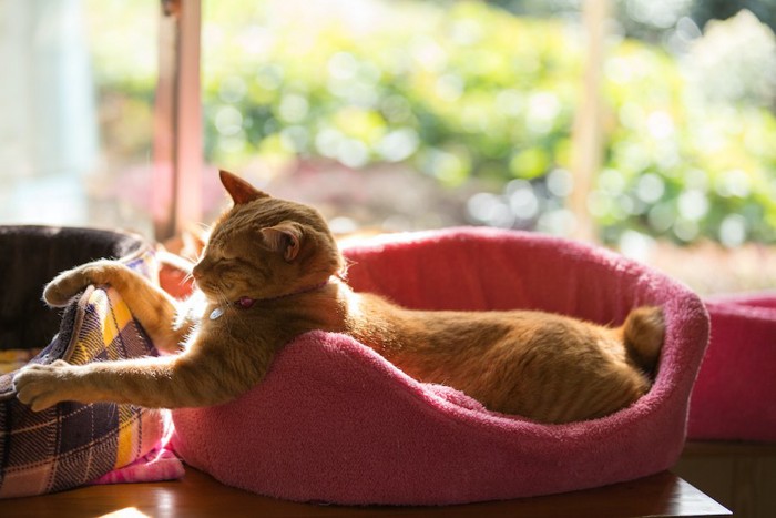 ピンクのベッドに入って日向ぼっこする猫