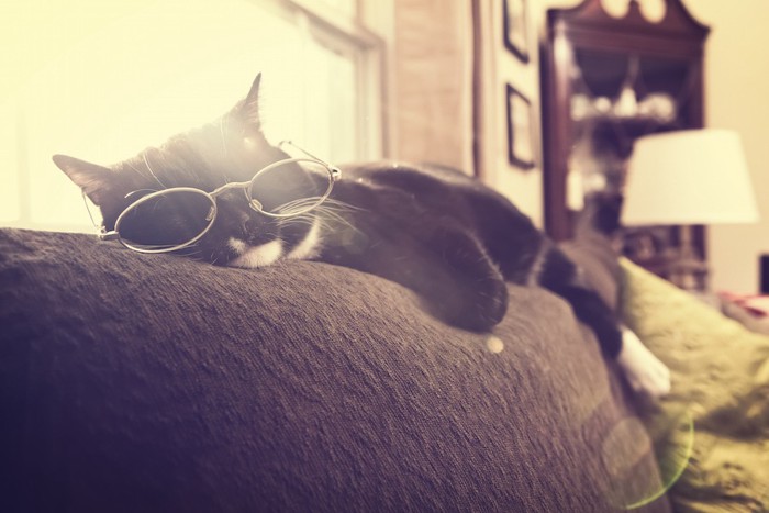 眼鏡をかけてソファーで眠る猫