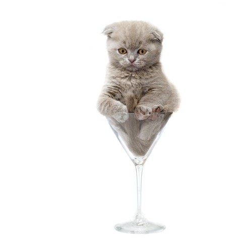 グラスの中の猫