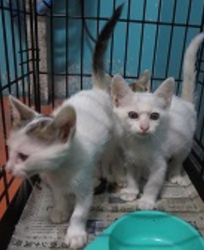 ゲージの中の白い猫2匹の写真