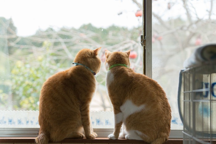 窓から外を覗く猫達