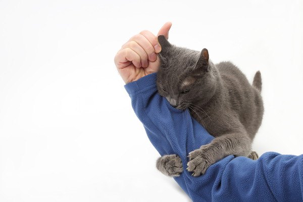 青い服の腕を掴む猫