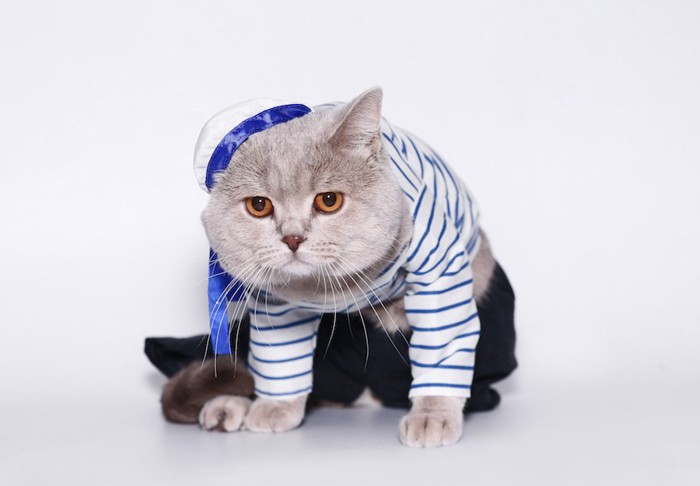 服を着させられている猫