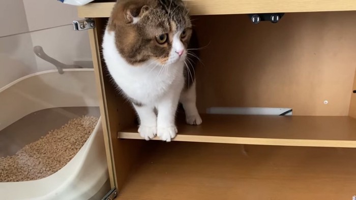 棚の上に立つ猫
