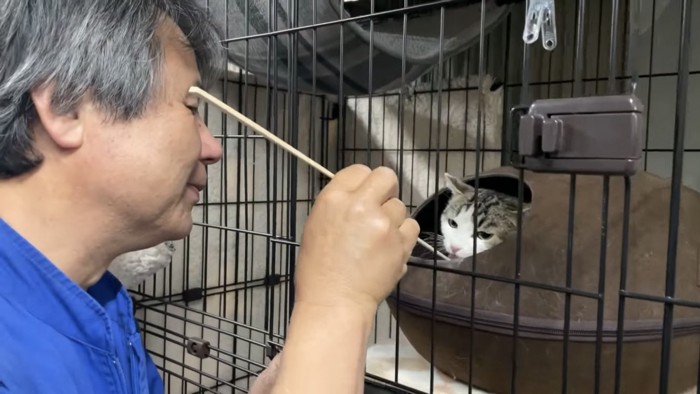 割り箸で与える飼い主と食べる猫