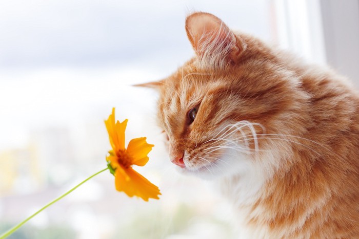黄色い花の匂いを嗅ぐ猫