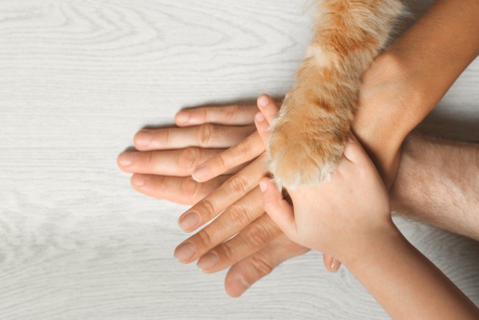 人と手を重ねる猫