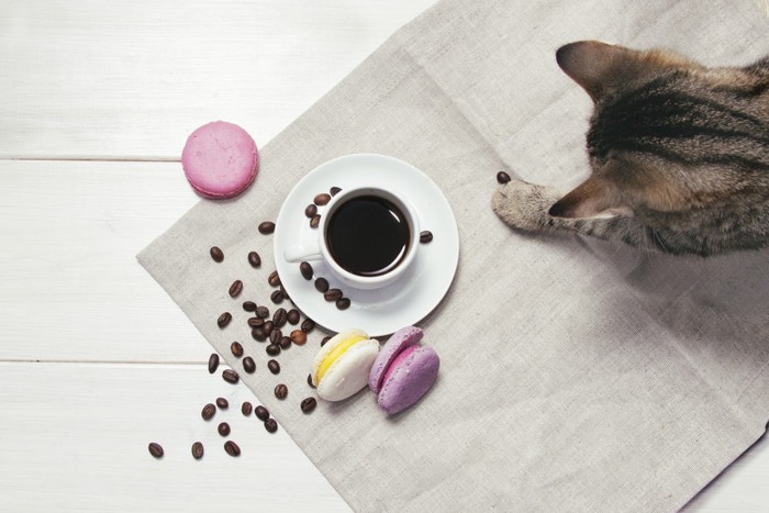 コーヒー豆で遊ぶ猫