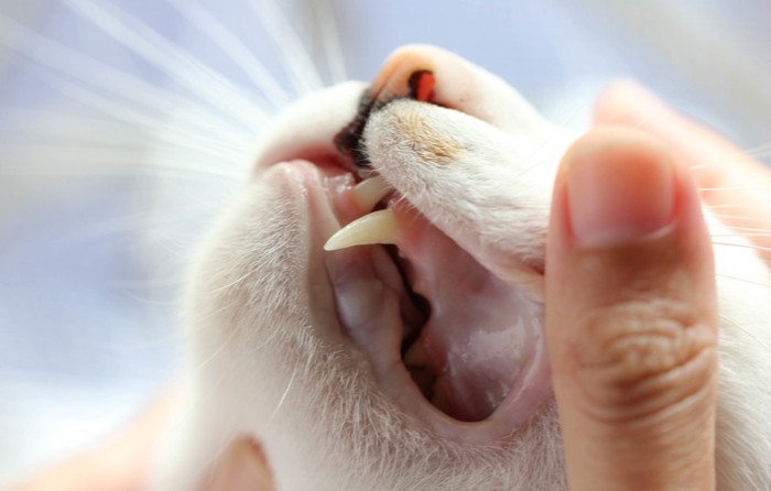 猫の歯のアップ