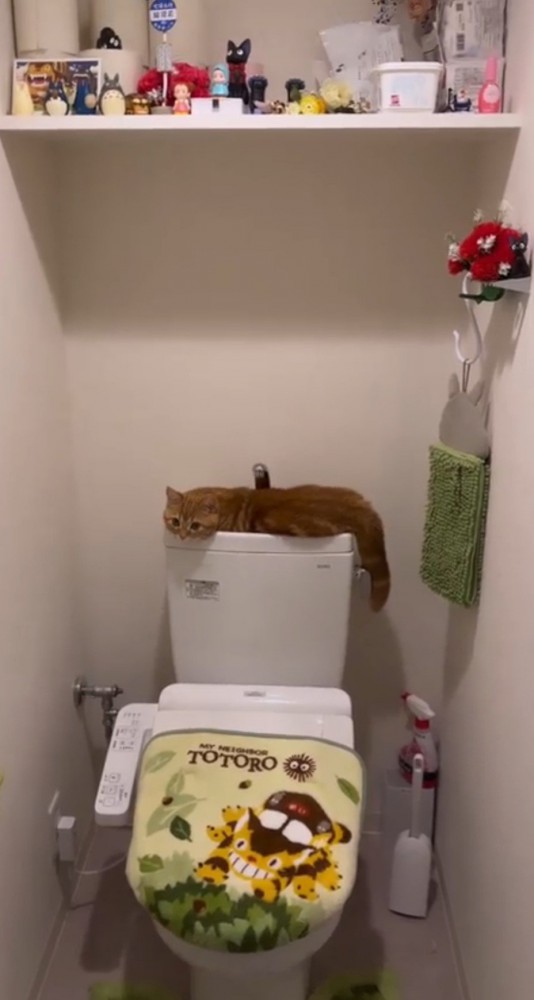 トイレタンクの上の猫4