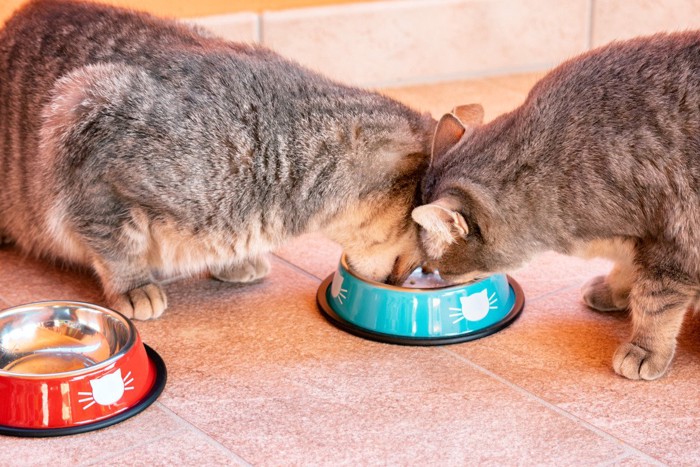 他の猫のご飯を横取りする猫