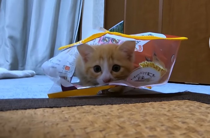 お菓子の袋の中にいる猫