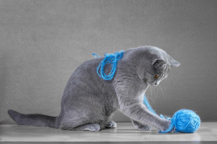 毛糸で遊ぶ猫