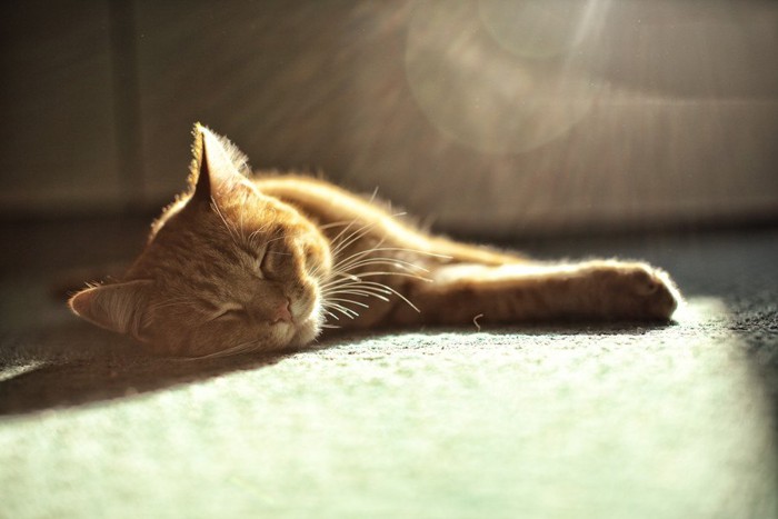 日向ぼっこをする猫