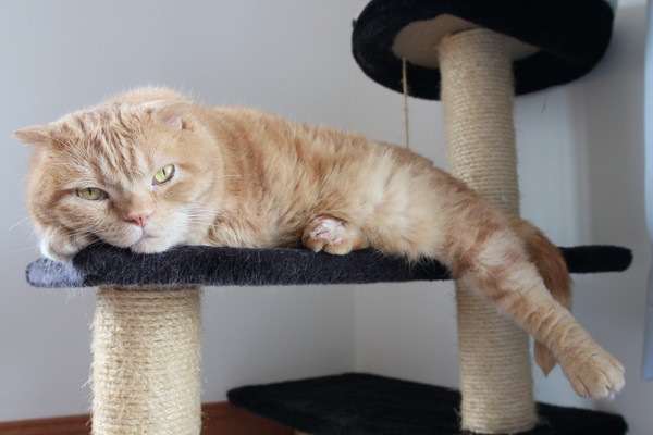 猫タワーで寝る茶色いキジ猫