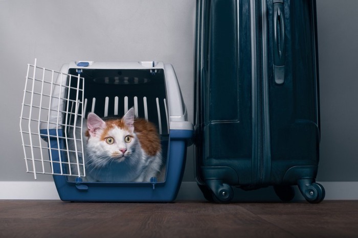 スーツケースの横でキャリーケースから顔を出す猫