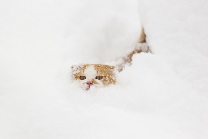 雪に埋もれる子猫