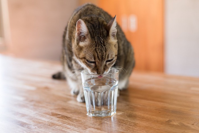 グラスの水を飲む猫