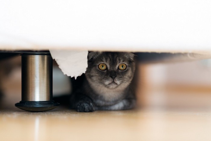 ベッドの下にいる猫