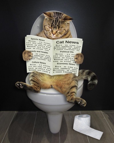 新聞を読んでトイレに入る猫