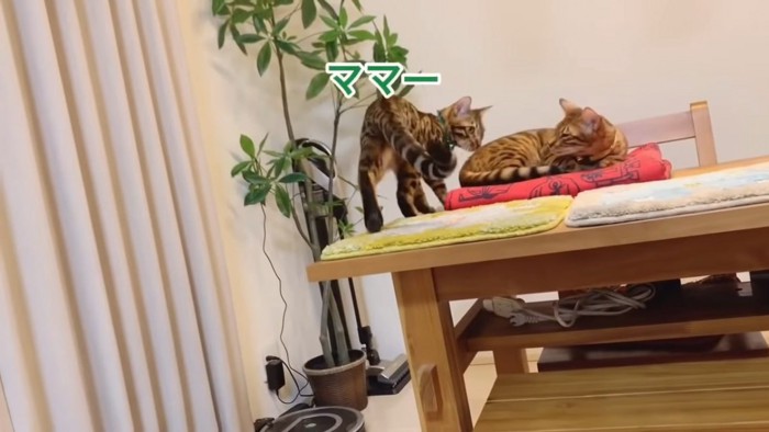 テーブルの上にいる2匹の猫
