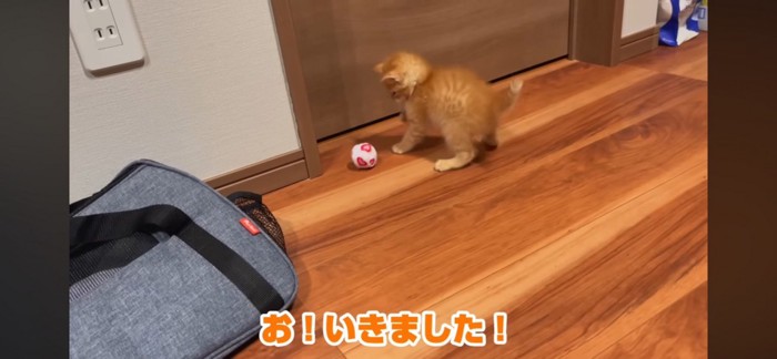 ボールを追いかける子猫