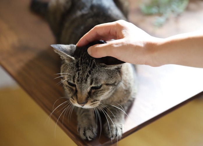 テーブルの上の猫を撫でる人の手