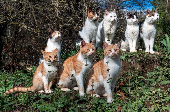 整列する猫たち