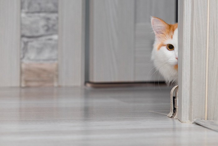 ドアの影に隠れる猫
