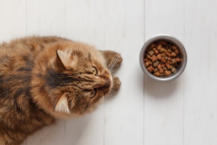 ご飯を待つ猫イメージ