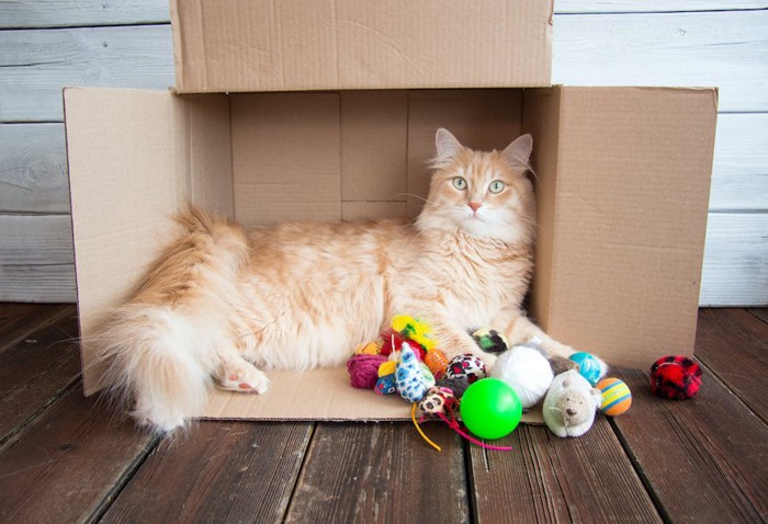 横になった段ボール箱に入る猫とおもちゃ