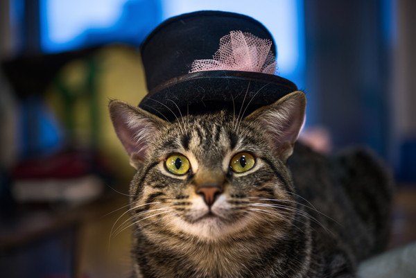 帽子をかぶるキジ猫