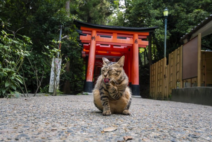神社と猫