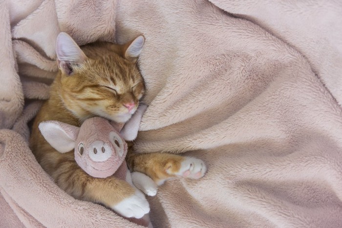 毛布の上でぬいぐるみを抱いて眠る猫
